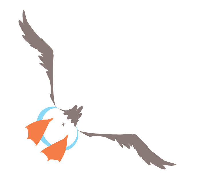 mouette en vol 